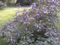 BILD8375.webp