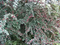 BILD8290.webp