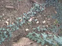 BILD8367.webp
