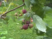 BILD8377.webp