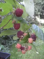 BILD8379.webp