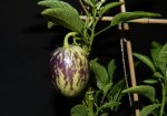 Pepino.jpg