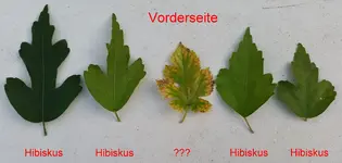Blätter_VS_20171002.jpg