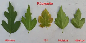 Blätter_RS_20171002.jpg