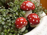 Fliegenpilze.webp