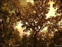 F007.webp