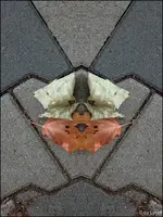 F008.webp