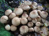schüppling_1024x768.webp