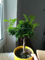 1507045711183130543023.webp