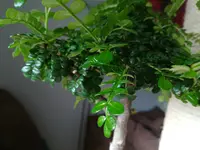 1507045790919937176331.webp