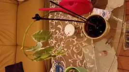 20171004_071601.webp