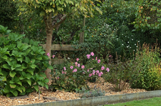 Langbeet links unten fertig3_800.webp Langbeet links unten fertig3_800.webp