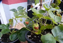 Meraldo 1.webp