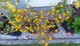 Tagetes.webp