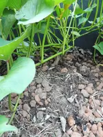 P1020165.webp