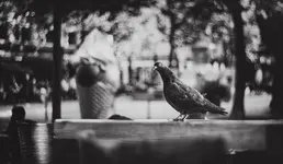 taube eisdiele.webp