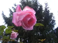 BILD8322.webp