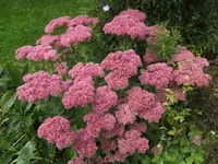 BILD8297.webp