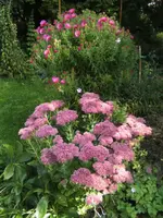 BILD8345.webp
