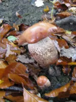 rotkappe_576x768.webp