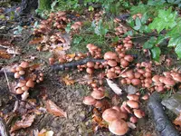 hallimasche_1024x768.webp