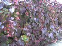 BILD8394.webp