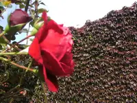 BILD8416.webp