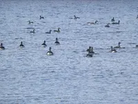 PA050507.webp
