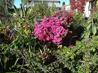 DSC02388.jpg