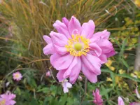 DSCF0186 (2).webp