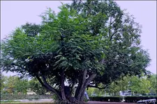 C__Esche2.webp