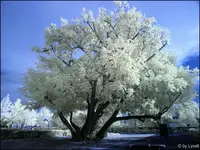 C__Esche5.webp