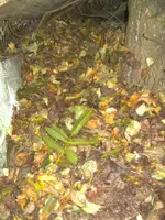 BILD8420.webp