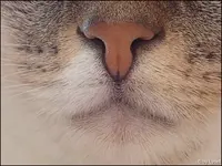 C__Nase.jpg