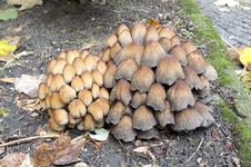 pilze.webp