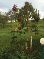 2017-10-07 Sieben Söhne1.webp
