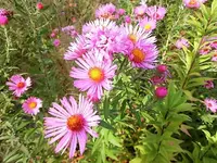 DSCI2648.webp