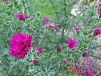 DSC02247.webp