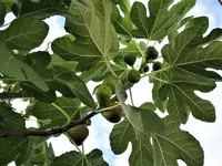 DSC02235.webp