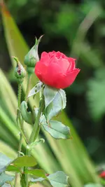 019.webp