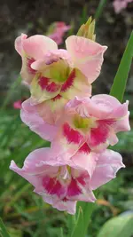 023.webp