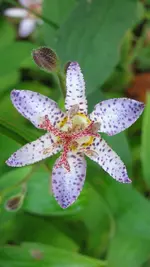 030.webp