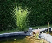 Chinaschilf_klein.webp