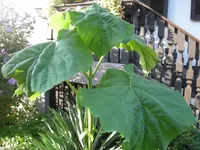 DSCN2112.webp