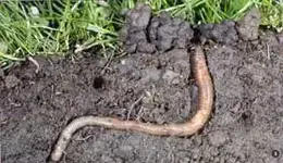 Regenwurm aa_fexx.webp Regenwurm aa_fexx.webp