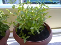Luisa.webp