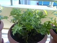 Abaroriza.webp