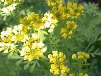 DSCN6924.webp