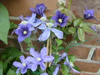 Blumen 080.webp