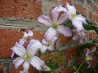 Blumen 085.webp